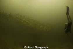 Diver with mackerel by Adam Skrzypczyk 